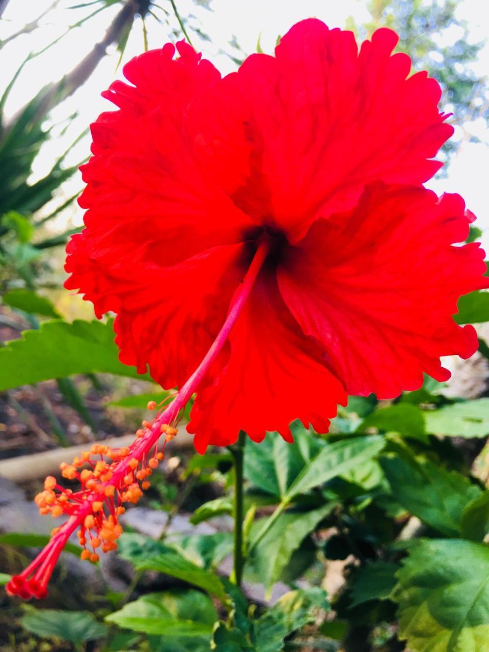 El Homestay Bali Nusa Dua  Dış mekan fotoğraf